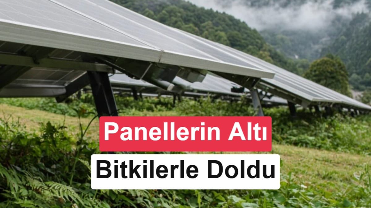Japonya’daki güneş santralinde panellerin altında 211 bitki türü belirlendi